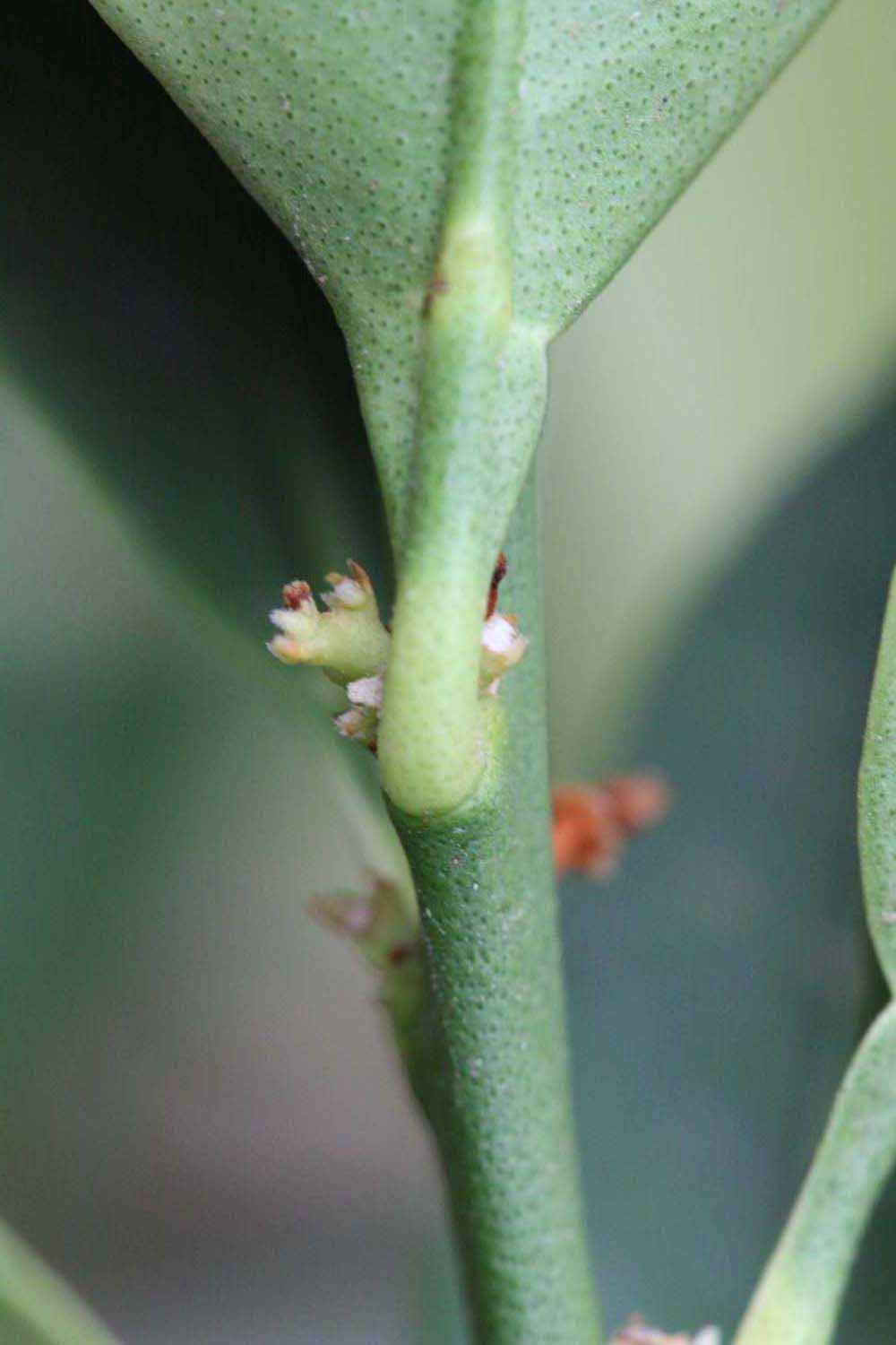              Petiole (Riverside, CA)       